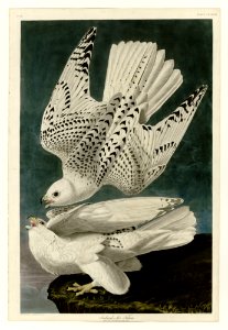 366 Iceland or Jer Falcon