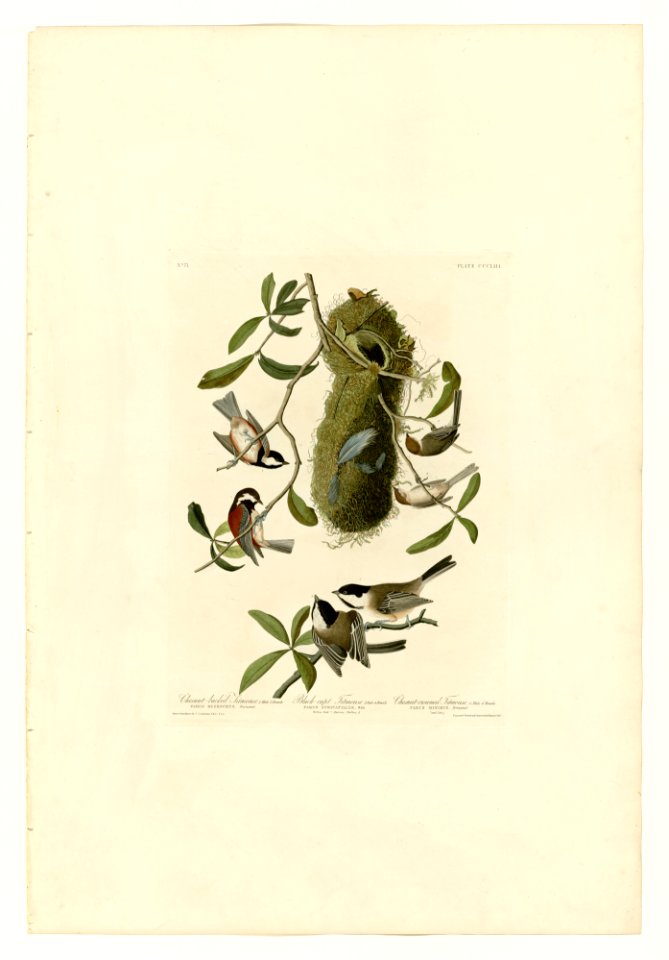 353 I. Chesnut-backed Titmouse - 2. Black-capt Titmouse - 3. Chesnut-crowned Titmouse