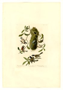353 I. Chesnut-backed Titmouse - 2. Black-capt Titmouse - 3. Chesnut-crowned Titmouse