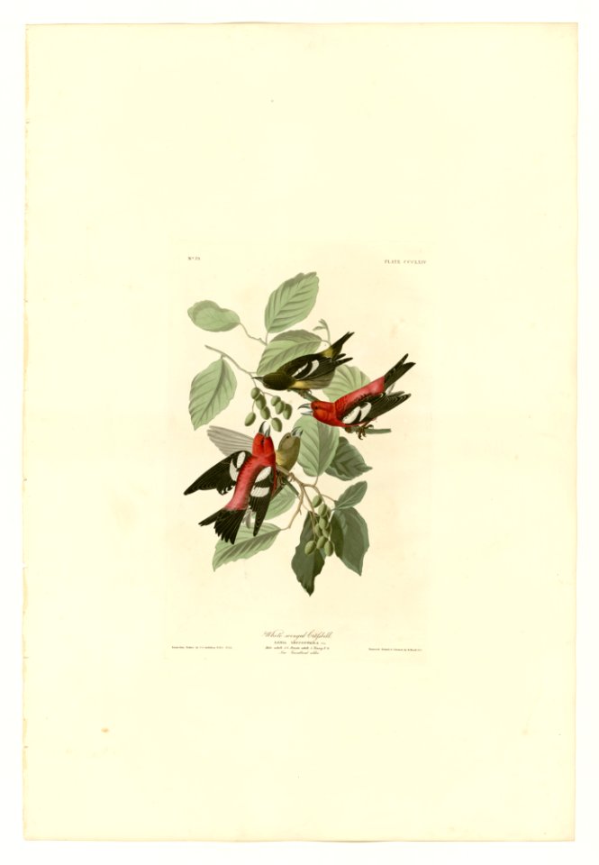 364 White-winged Crossbill
