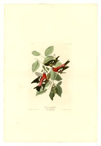364 White-winged Crossbill