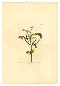 35 Children's Warbler
