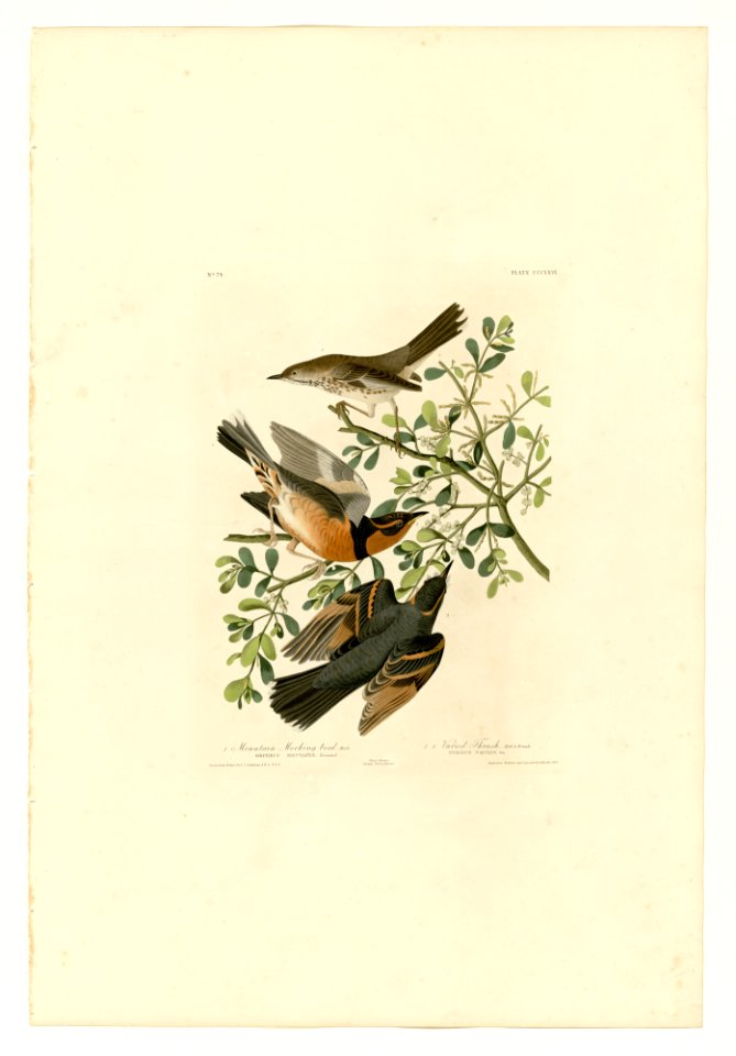369 I. Mountain Mocking bird - 2. Varied Thrush