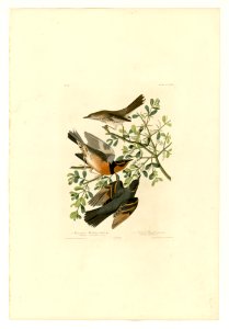 369 I. Mountain Mocking bird - 2. Varied Thrush