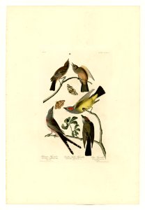 359 I. Arkansaw Flycatcher - 2. Swallow-Tailed Flycatcher - 3. Says Flycatcher