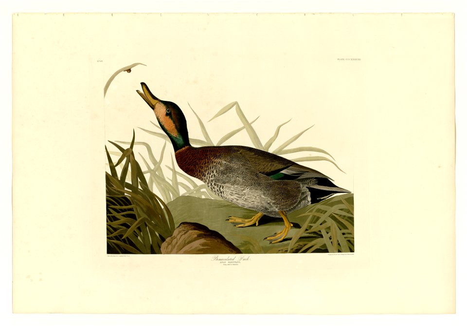 338 Bemaculated Duck
