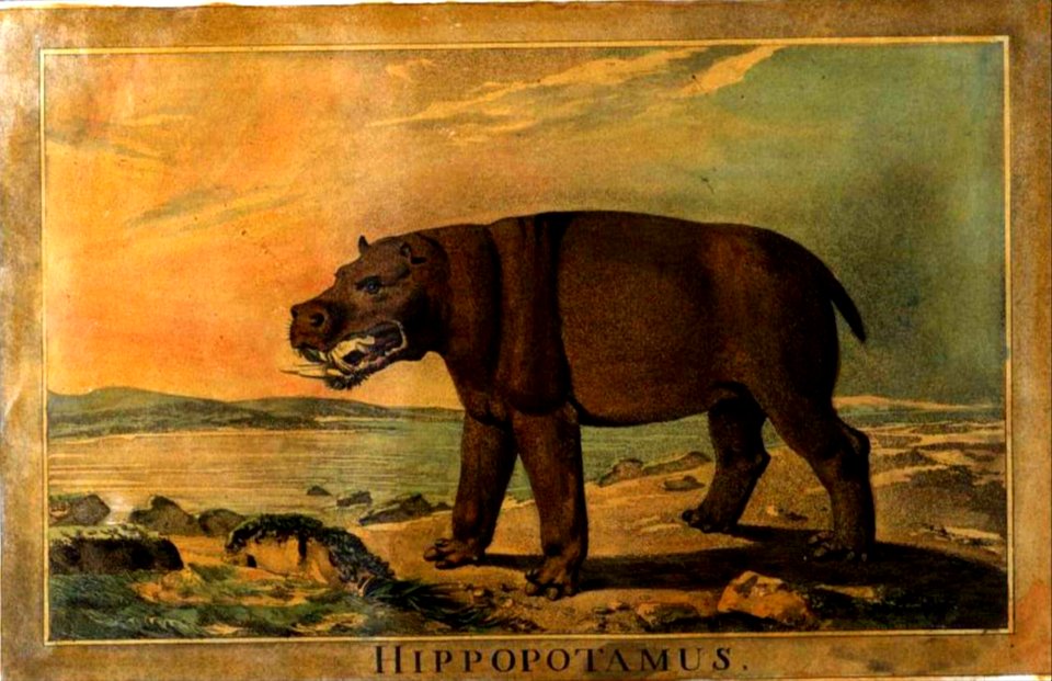 35, Hippopotamus, Charles Catton's Animals (1788) (cropped)
