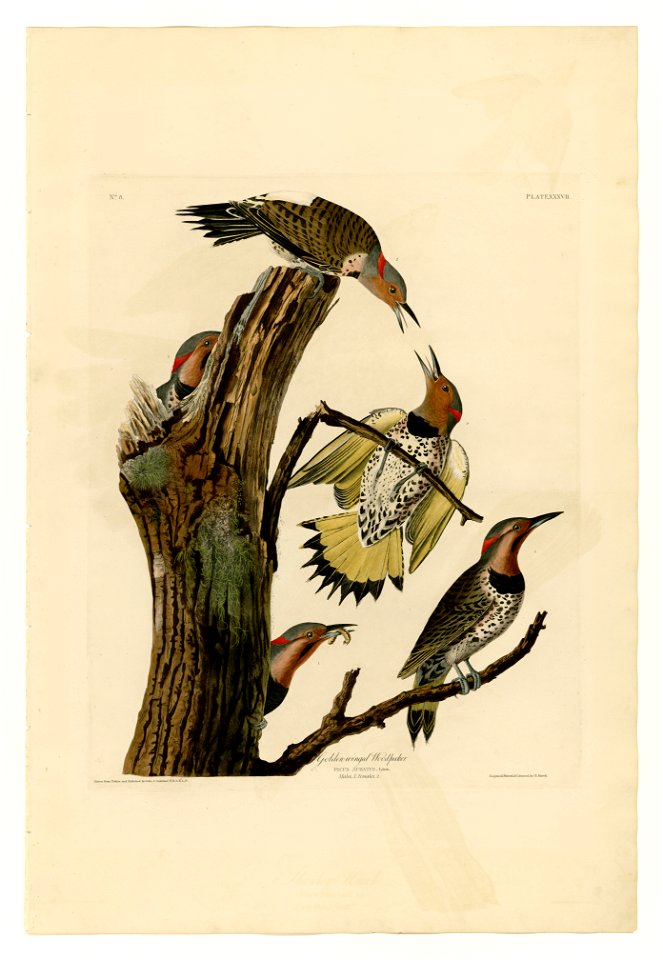37 Golden-winged Woodpecker