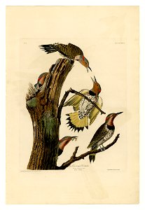 37 Golden-winged Woodpecker