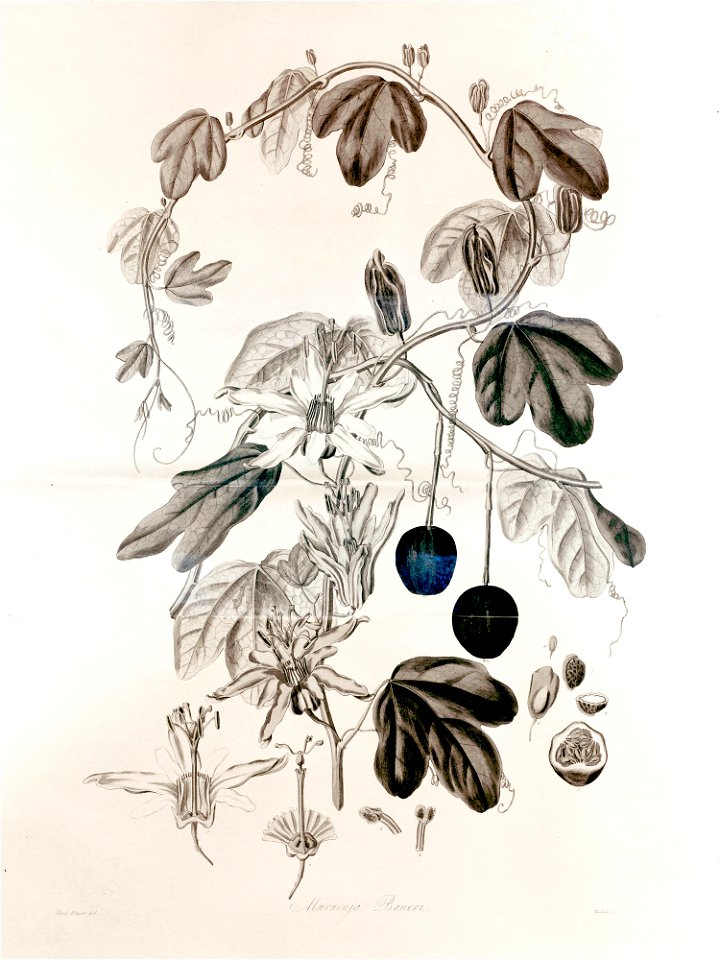 36 Murucuja baueri - John Lindley - Collectanea botanica (1821)