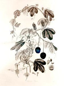 36 Murucuja baueri - John Lindley - Collectanea botanica (1821)