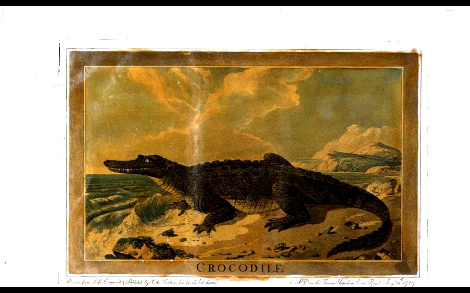 36, Crocodile, Charles Catton's Animals (1788)
