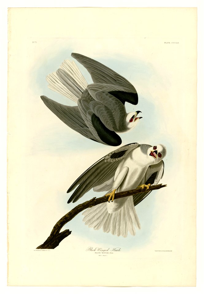 352 Black-Winged Hawk