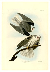 352 Black-Winged Hawk