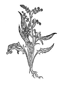 364 Spinachia benetz