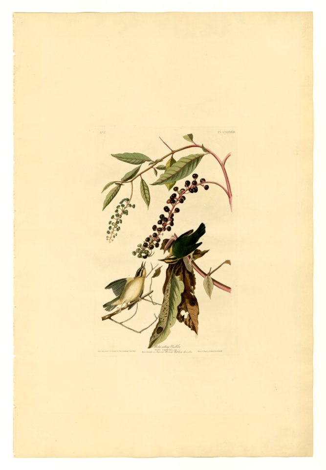 34 Worm eating Warbler