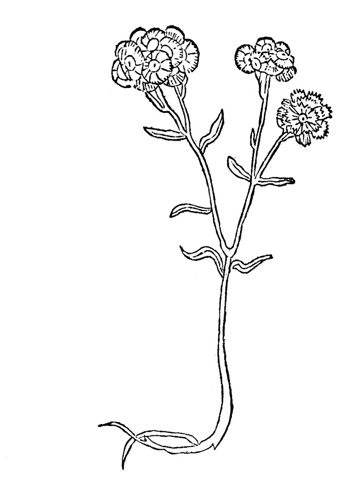 367 Sticados citrinum heysset rynblumen oder motten krut