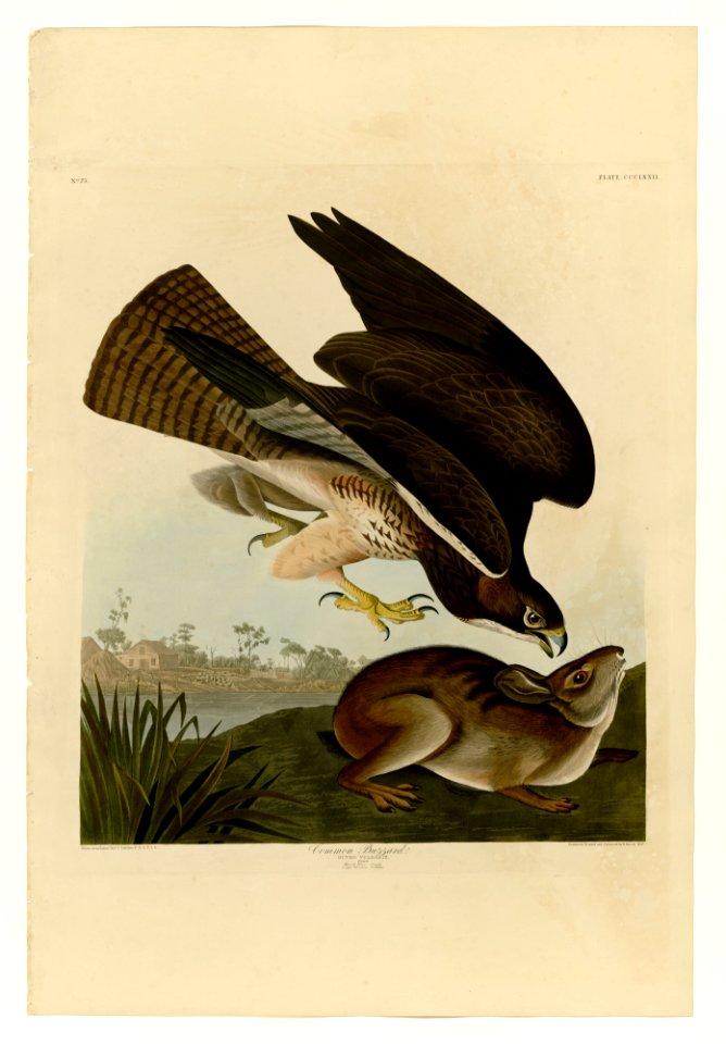 372 Common Buzzard