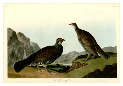 361 Long-tailed or Dusky Grous