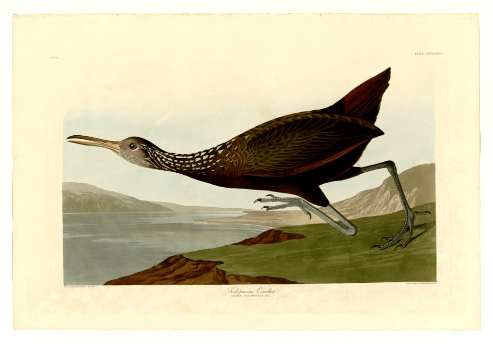 377 Scolopaceus Courlan