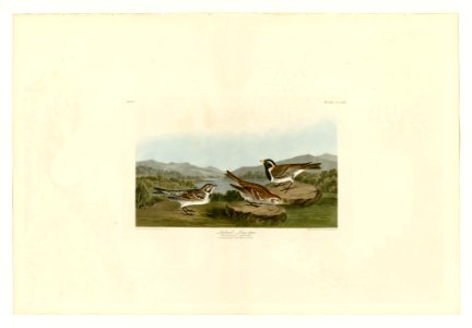 365 Lapland Long-spur