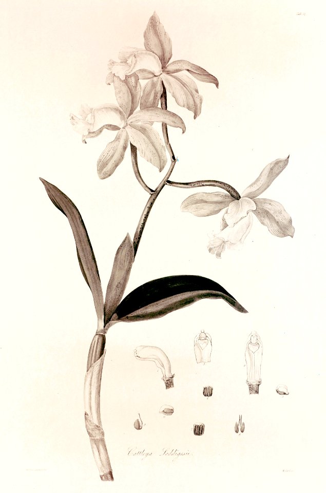 37 Cattleya loddigesii - John Lindley - Collectanea botanica (1821)