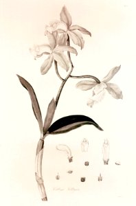 37 Cattleya loddigesii - John Lindley - Collectanea botanica (1821). Free illustration for personal and commercial use.
