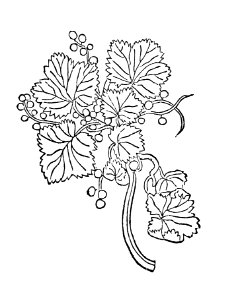 341 Ribes iohans drubelin