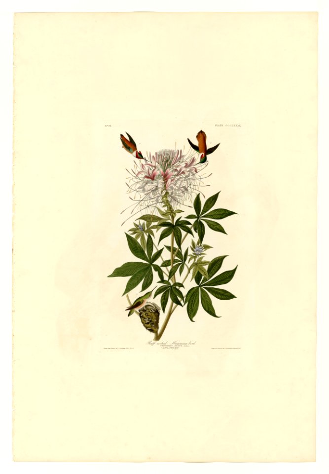 379 Ruff-necked Humming-bird