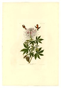 379 Ruff-necked Humming-bird