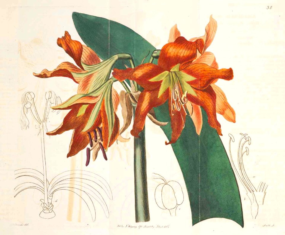 38 Hippeastrum striatum
