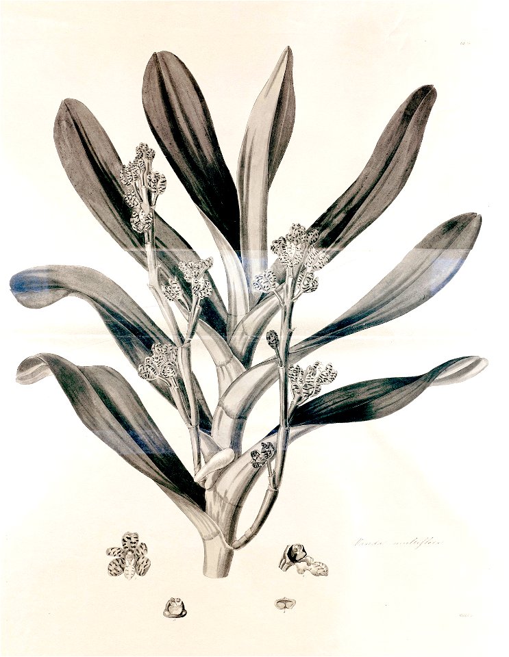 38 Vanda multiflora - John Lindley - Collectanea botanica (1821)