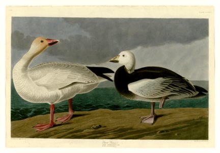381 Snow Goose