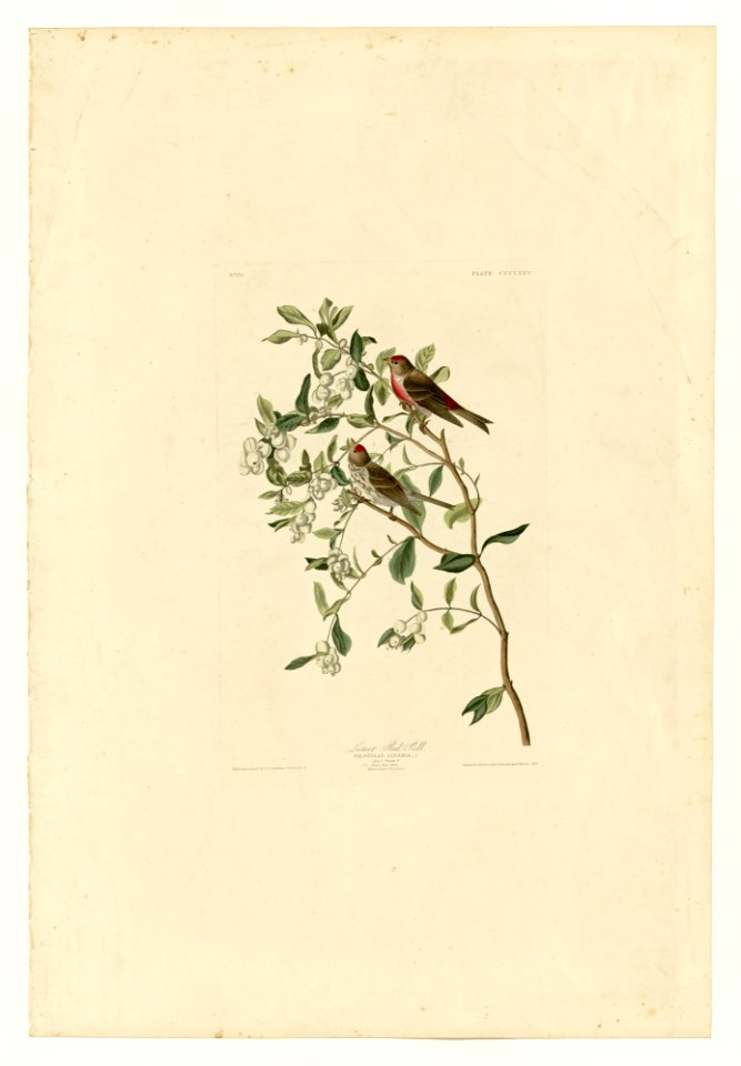 375 Lesser Red-Poll