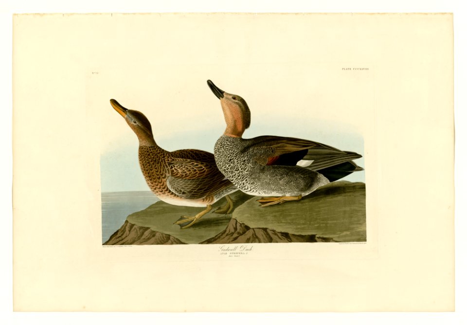 348 Gadwall Duck