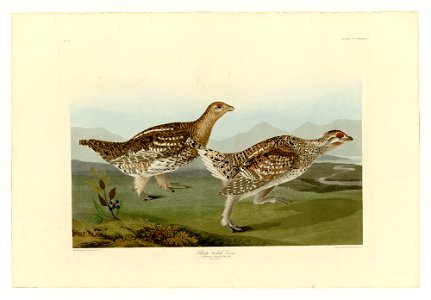 382 Sharp-tailed Grous