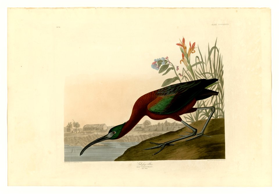 387 Glossy Ibis