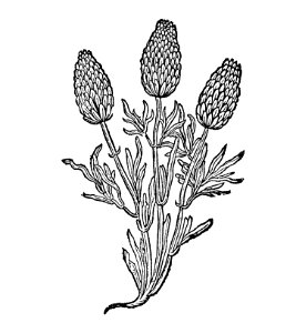 366 Sticados arabicum blumen von arabien