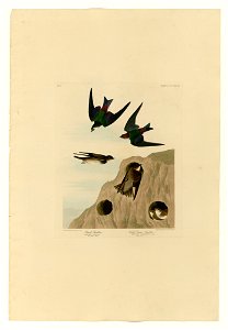 385 I. Bank Swallow - 2. Violet-green Swallow