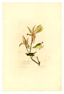 38 Kentucky Warbler