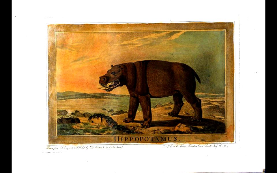 35, Hippopotamus, Charles Catton's Animals (1788)