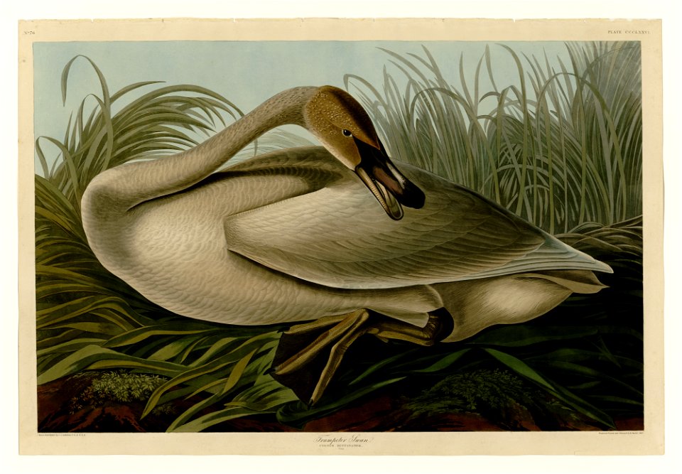 376 Trumpeter Swan