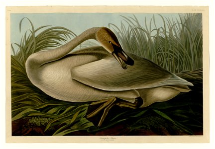 376 Trumpeter Swan. Free illustration for personal and commercial use.