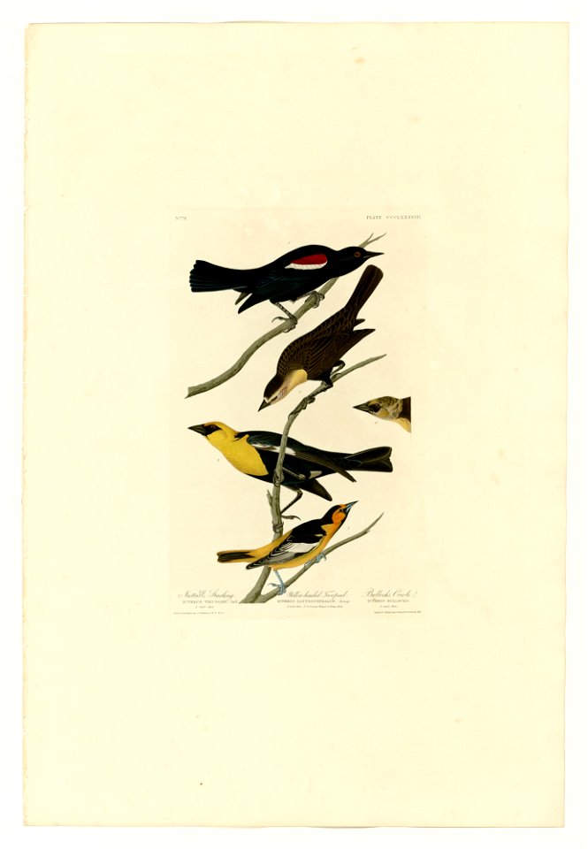 388 I. Nuttall's Starling - 2. Yellow-headed Troopial - 3. Bullock's Oriole