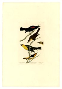 388 I. Nuttall's Starling - 2. Yellow-headed Troopial - 3. Bullock's Oriole