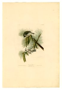 39 Crested Titmouse