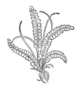 354 Saxifraga stein brech