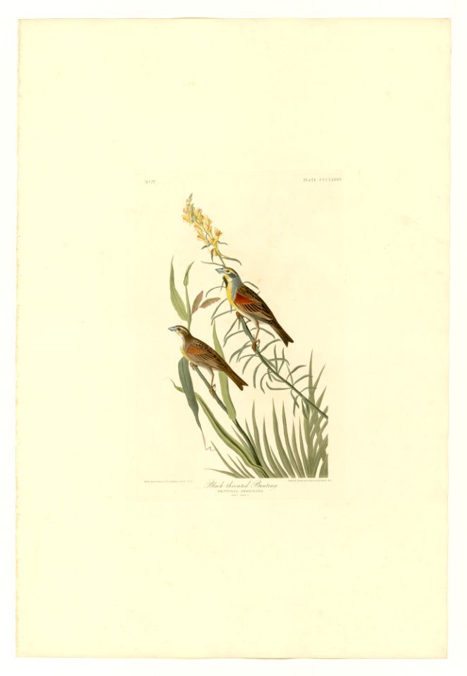 384 Black-Throated Bunting
