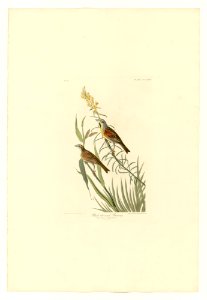 384 Black-Throated Bunting