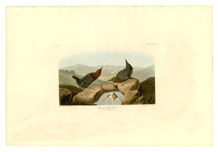 370 American Water Ouzel